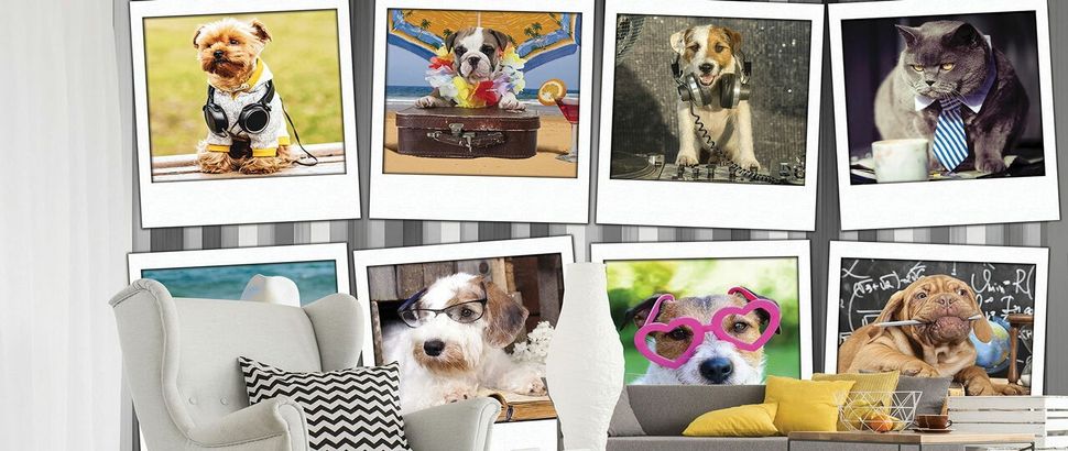 Fototapete mit Hunden kaufen bei Fototapetenkoenig