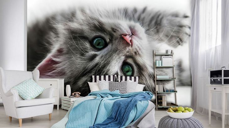 Fototapete mit Katzen kaufen bei Fototapetenkoenig