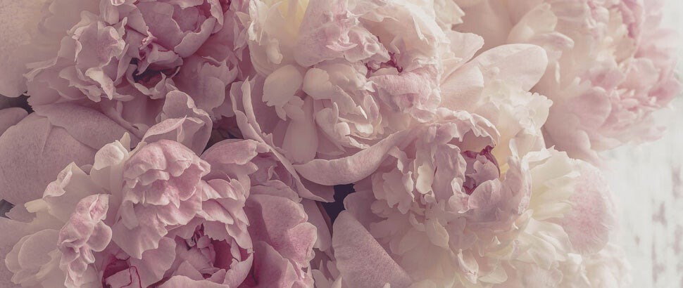 Fototapete Pfingstrosen