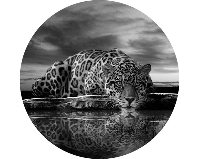 Leopard, Panther und Gepard in Schwarz und Weiß auf einem stilvollen Tapetenkreis.