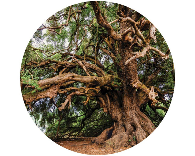 Ein alter Olivenbaum in märchenhafter Umgebung, dargestellt auf einem zauberhaften Tapetenkreis.