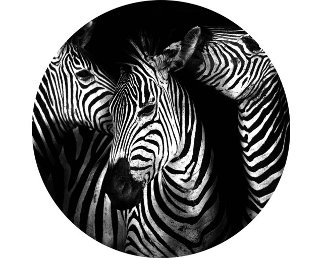 Zebras auf einer Wildtier-Tapete Kreis für ein abenteuerliches Zimmer dargestellt.