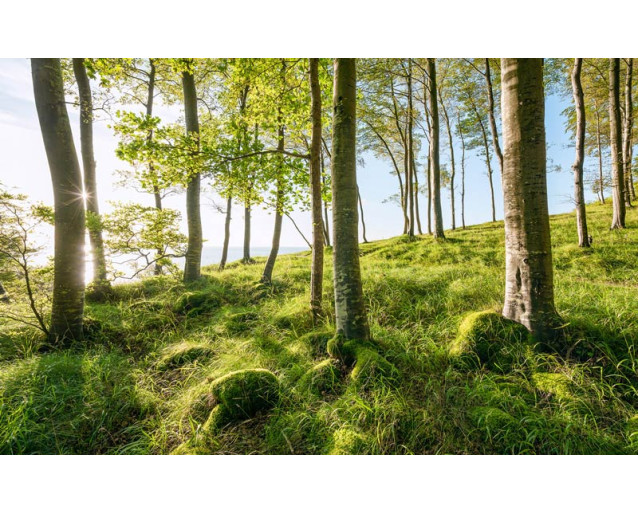 Waldbäume Landschaft mit einer ruhigen Naturansicht.
