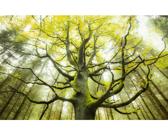 Traumbaum-Fototapete, die einen mystischen Baum in einem magischen Wald zeigt.