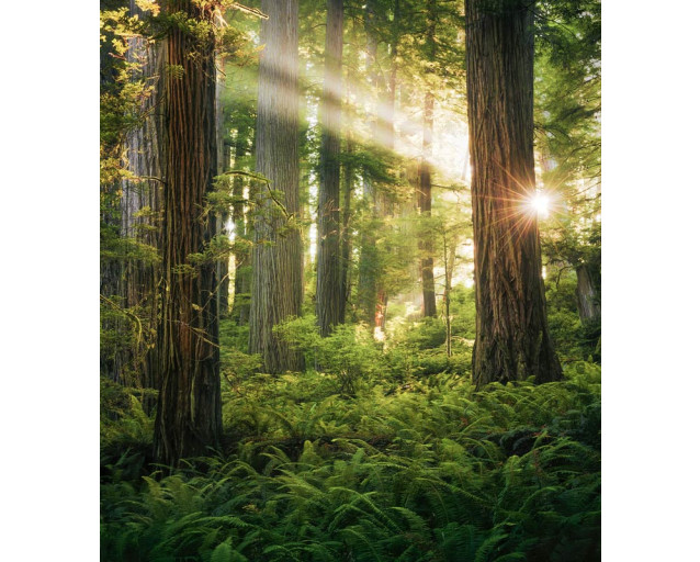 Goblins Woods Fototapete, die einen verwunschenen Wald im Redwood National Park zeigt.