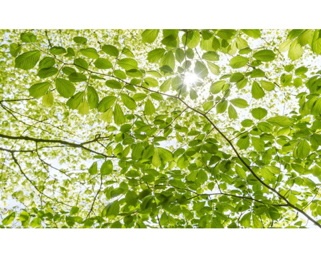 Im Wald Frühling Blätter Fototapete, mit frischen grünen Blättern im Frühling.
