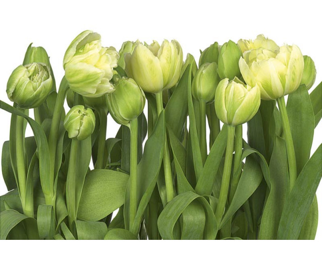 Tulpenblüten in leuchtenden Farben und einem abstrakten Design bringen Farbe und Leben in jeden Raum.