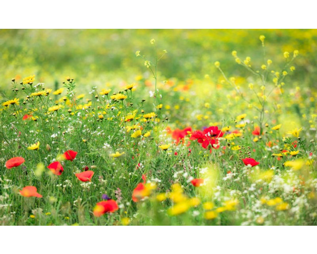 Frühsommerblumen und Mohnblumen in einer Wiesenlandschaft.