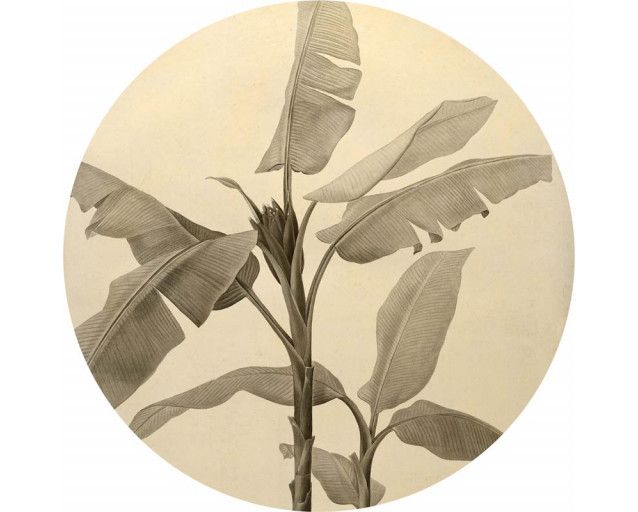 Bananenstaude mit detaillierten Blättern auf einem Wandkreis.