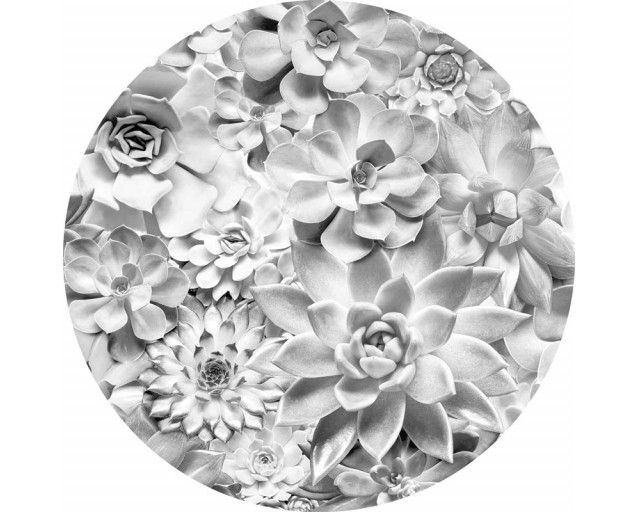 Echeveria-Blüten mit detaillierten Blättern auf einem Wandkreis.