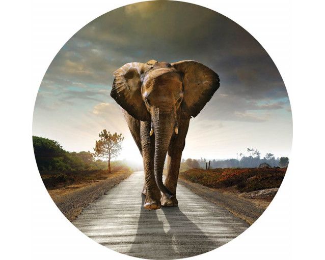 Ein Elefant in natürlichen Farben auf einem beruhigenden Tapetenkreis.