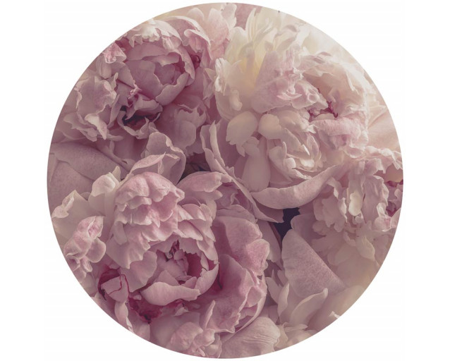 Große rosafarbene Pfingstrosen auf einem Tapetenkreis, wobei die Blumen in voller Blüte im Mittelpunkt stehen.