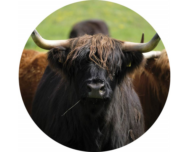 schottischer Highlander in einer natürlichen Umgebung, dargestellt auf einem rustikalen Tapetenkreis.