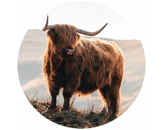 Schottischer Highlander in den Bergen auf einem Wandkreis, mit einem natürlichen und wilden Look der Natur.