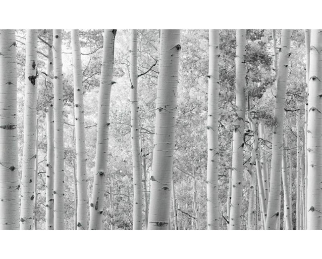 Aspen Forest Wald Fototapete, mit schönen hohen Bäumen.