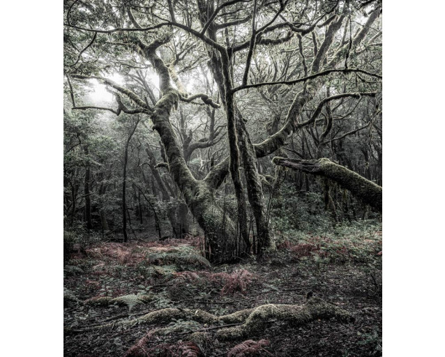 Fototapete Nationalpark Garajonay, die eine üppige Waldlandschaft auf La Gomera zeigt.
