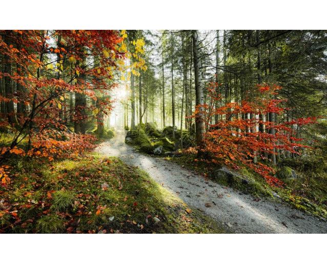 Wald Herbst Alpen Bäume Fototapete, mit einer farbenfrohen Herbstlandschaft.