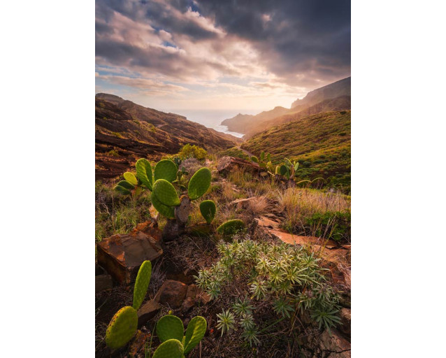 Kakteen Landschaft Fototapete, mit einer wüstenartigen Umgebung voller Kakteen.