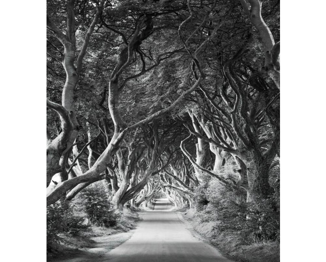 Dark Hedges Landschaft Fototapete, mit einer geheimnisvollen Reihe von Bäumen, perfekt für ein abenteuerliches Zimmer.