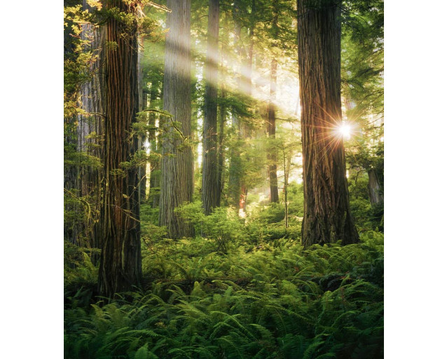 Goblins Woods Fototapete, die einen verwunschenen Wald im Redwood National Park zeigt.