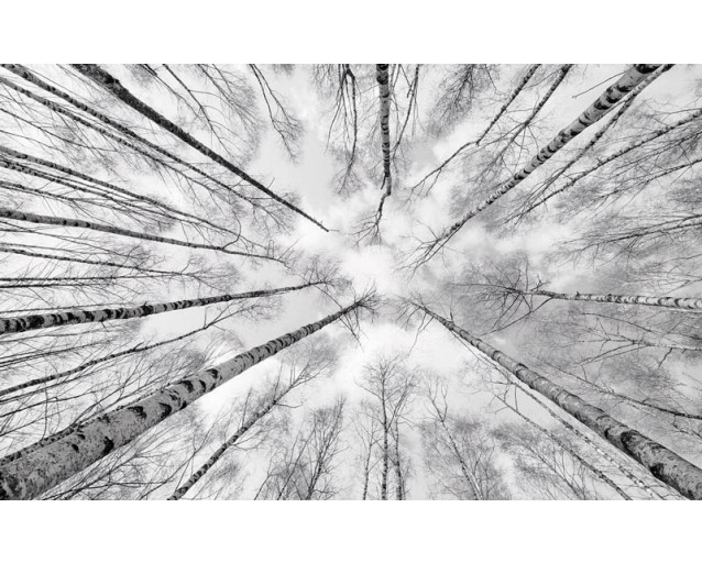 Hohe Bäume in einer Waldlandschaft, perfekt für eine beruhigende Atmosphäre.