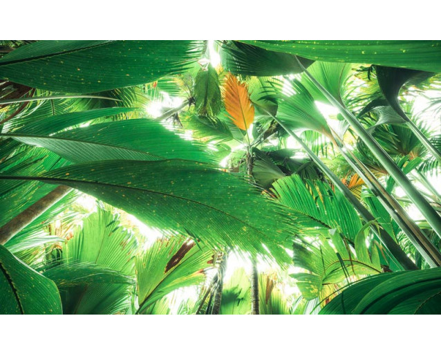 Dschungel Dach tropische Blätter Fototapete, mit einem üppigen grünen Laub.