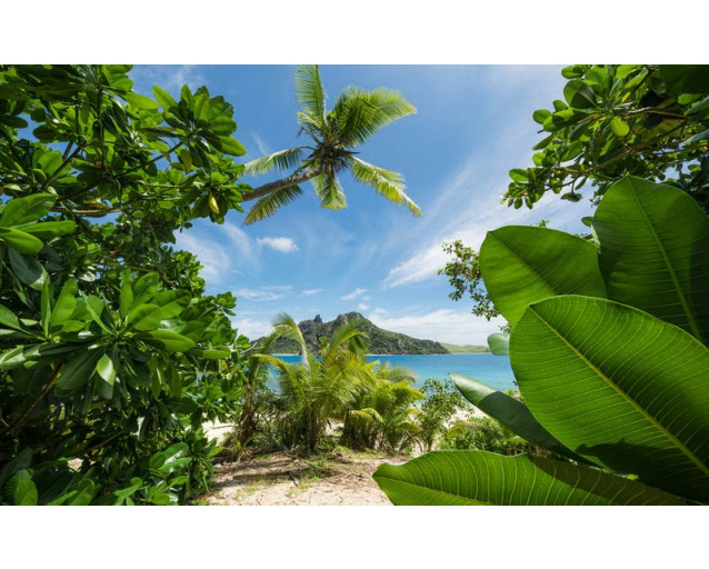 Dschungelparadies mit Palmen und einem tropischen Strand.