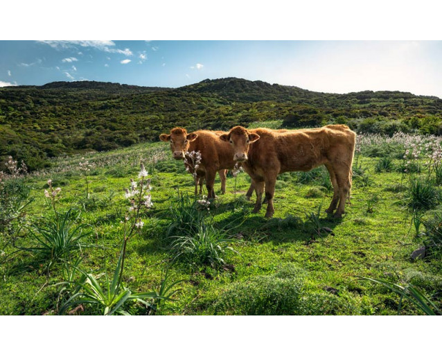 Kühe Paradies Wiese Sardinien Landschaft Fototapete, mit einer beruhigenden Aussicht.