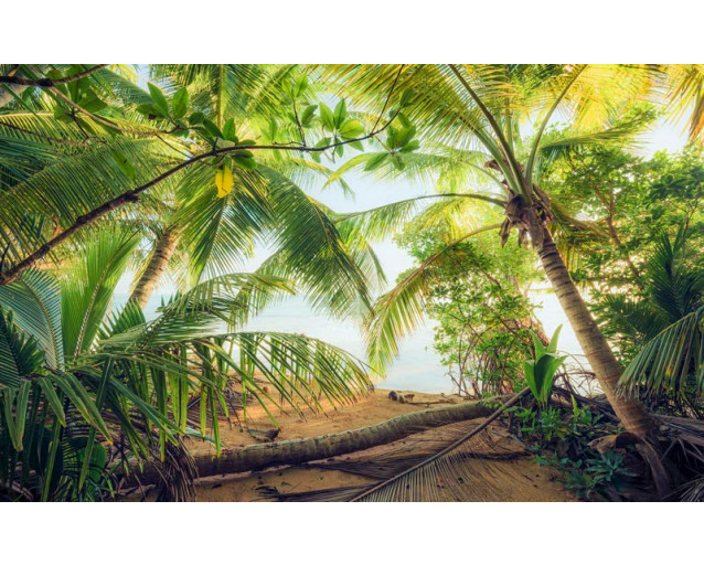 Piratenversteck in Puerto Rico, mit einem Dschungel voller Palmen.