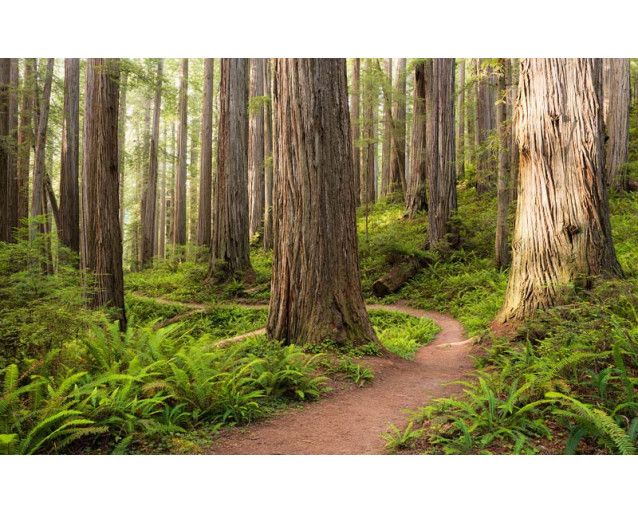 Redwood National Park Waldlandschaft mit hohen Bäumen.