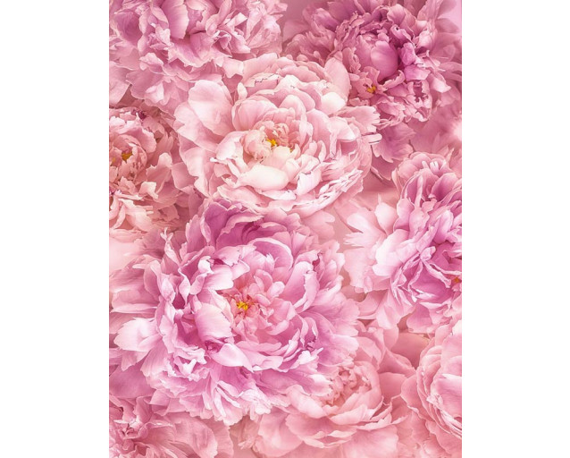 Rosa Pfingstrosen, weich und romantisch in dieser Fototapete gerendert, perfekt für einen beruhigenden Raum.