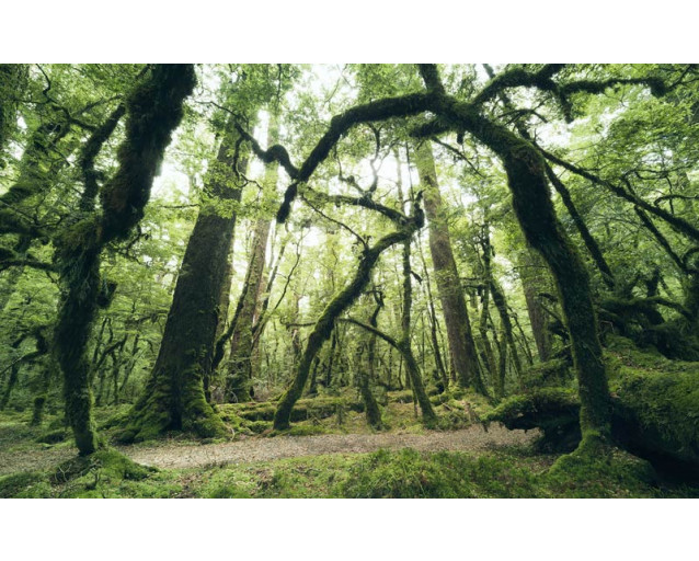 Ein geheimnisvoller Wald auf Fototapete mit einer magischen Atmosphäre.