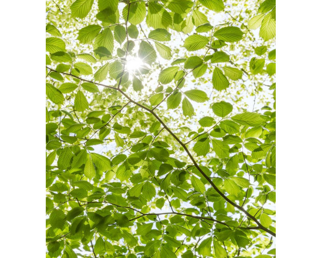 Frühling Wald Sonnenstrahlen Fototapete, mit einem Frühling Waldlandschaft und brillanten Sonnenlicht.