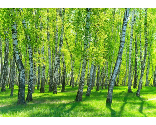 Birken in einem Birkenwald werden auf dieser Fototapete zum Leben erweckt, mit der erkennbaren weißen Rinde und den grünen Blättern.
