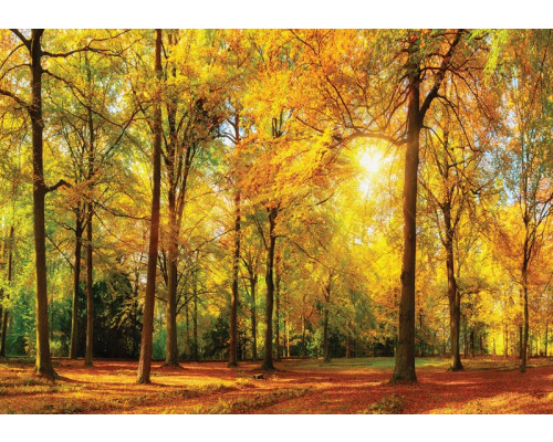 Fototapete eines sonnigen Waldes mit hohen Bäumen und hellen Sonnenstrahlen, die durch die Blätter scheinen.