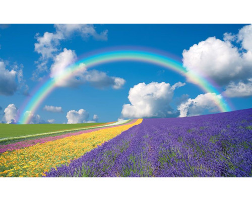 Regenbogenblumenfeld-Fototapete mit einer farbenfrohen Darstellung von Blumen und Natur in einer Sommerlandschaft.