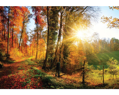 Fototapete von Bäumen mit Sonnenuntergang, warmen Farben und Waldlandschaft.