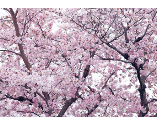 Fototapete mit Apfelblüte und Blumen in einem Baum, bunt und verspielt.