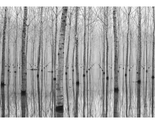 Fototapete Birkenbäume Reflexion