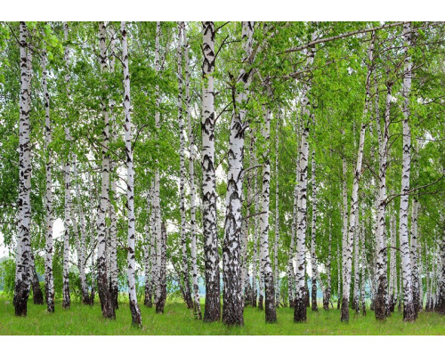 Fototapete Birkenwald im Frühling