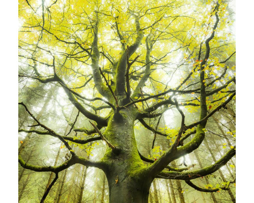 Traumbaum-Fototapete, die einen mystischen Baum in einem verzauberten Wald zeigt.