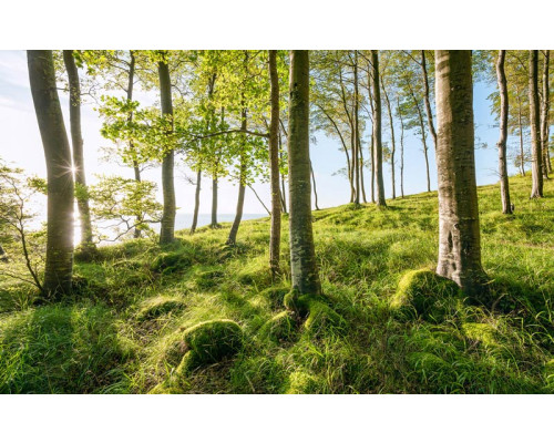 Landschaft mit Waldbäumen und einer ruhigen Aussicht auf die Natur.