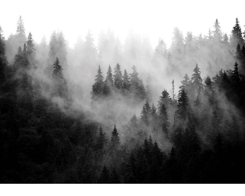 Fototapete einer nebligen Waldlandschaft mit Bäumen und natürlichen Elementen.