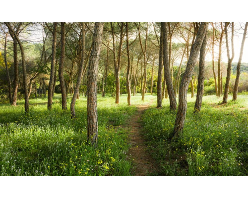 Waldlandschaft Bäume auf Sardinien Fototapete, perfekt für einen natürlichen Raum.