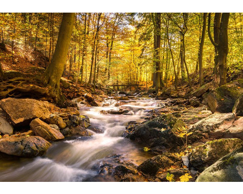 Fotobehang met bosbeek in de herfst en warme oranje tinten