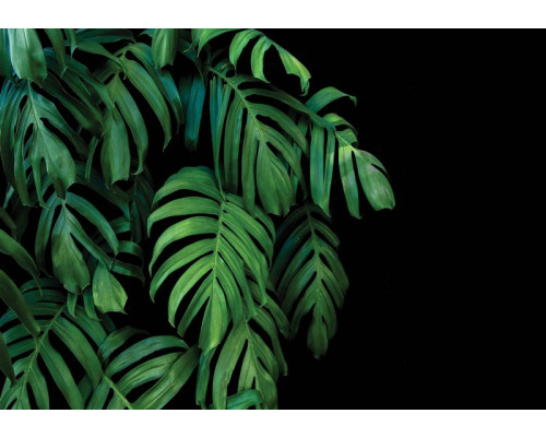 Botanische Dschungelblätter vor einem schwarzen Hintergrund auf dieser Fototapete sorgen für einen üppigen und exotischen Look.