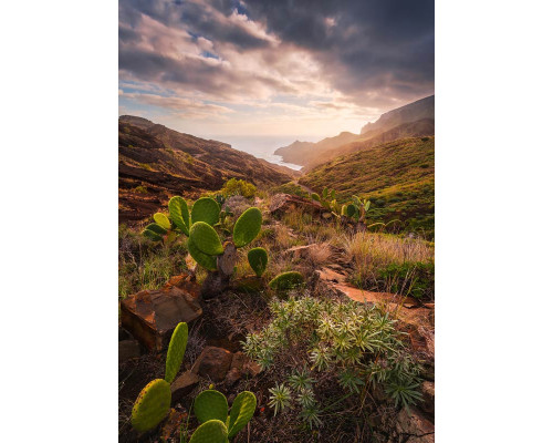 Kakteenlandschaft Fototapete, die eine wüstenartige Umgebung voller Kakteen zeigt.