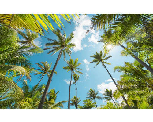 Coconut Heaven Palmen mit Blick auf die tropische Landschaft.