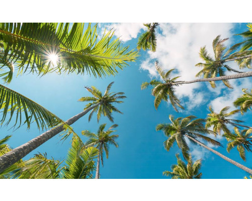 Coconut Heaven Palmen mit Blick auf die Natur.
