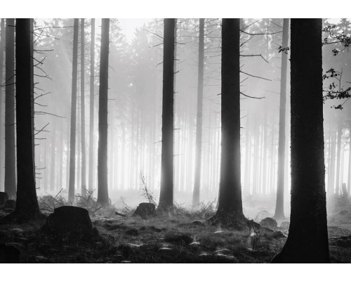 Fototapete eines dunklen Waldes mit nebligem Abend und Bäumen.